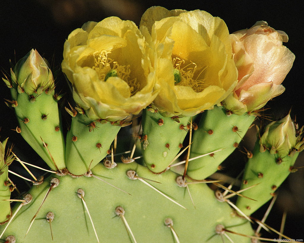 Цветы на рабочий стол