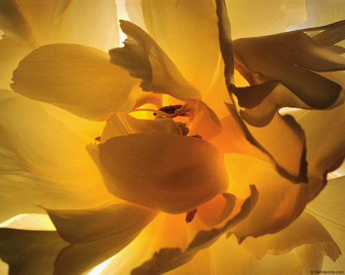 Цветы на рабочий стол