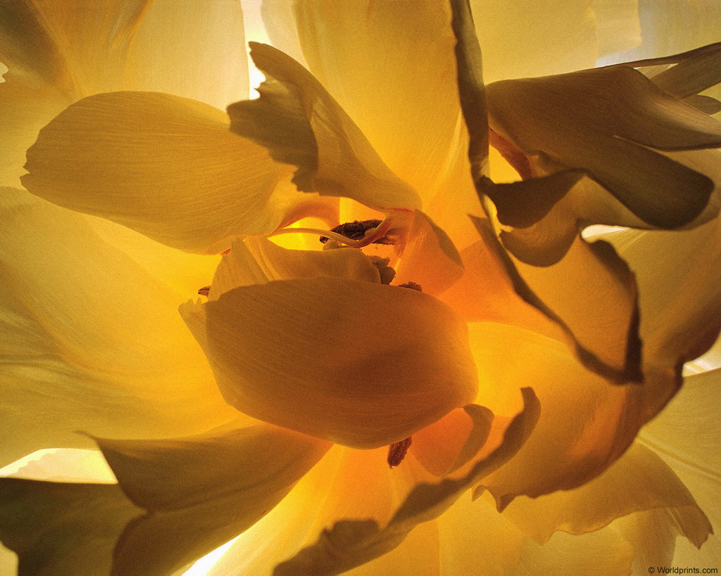 Цветы на рабочий стол