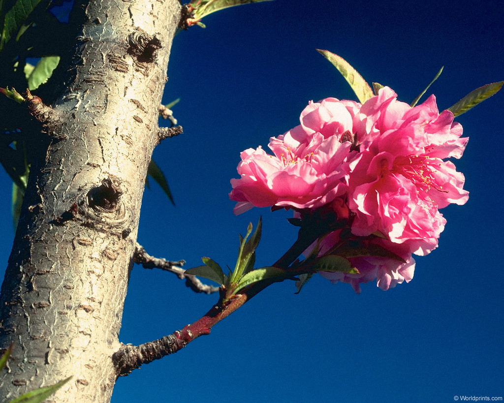 Цветы на рабочий стол