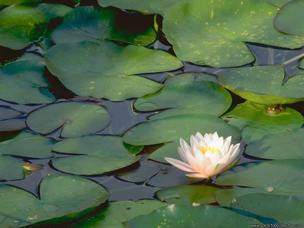 Цветы на рабочий стол