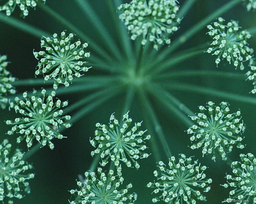 Цветы на рабочий стол