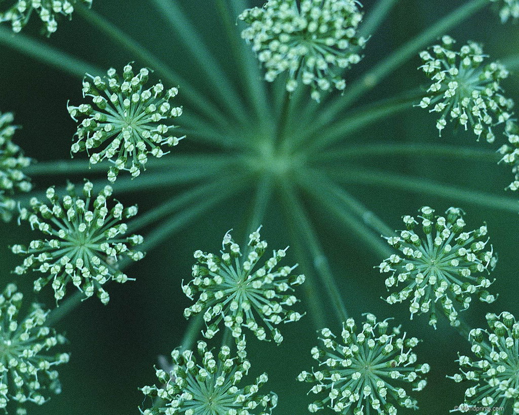 Цветы на рабочий стол