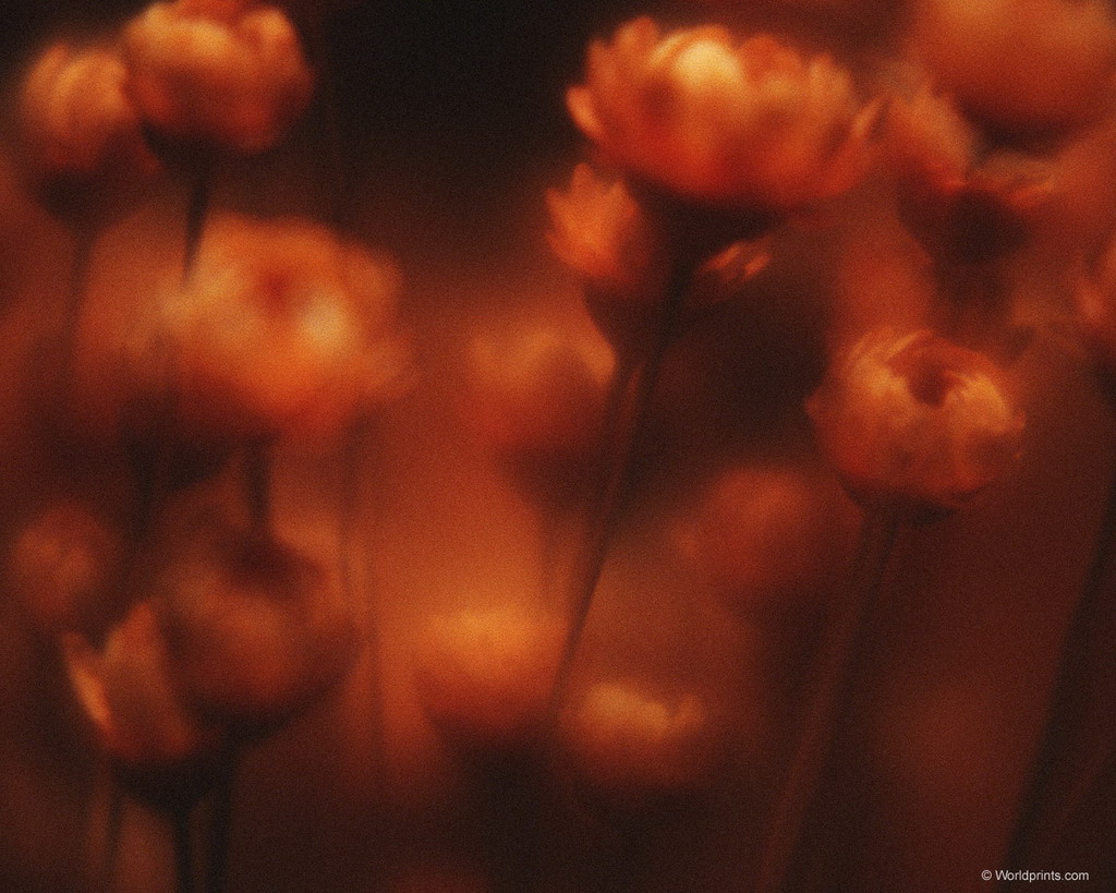 Цветы на рабочий стол