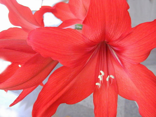 Цветы на рабочий стол