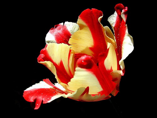 Цветы на рабочий стол