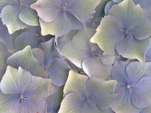 Цветы на рабочий стол