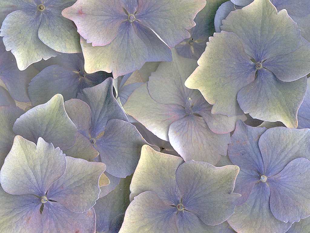 Цветы на рабочий стол