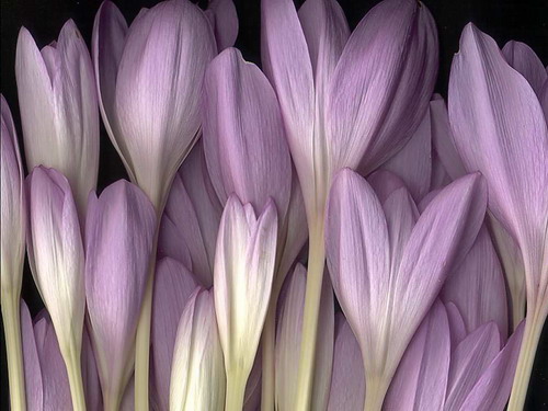 Цветы на рабочий стол