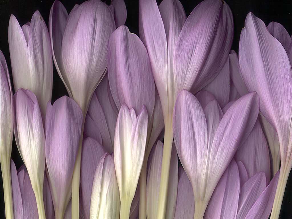 Цветы на рабочий стол