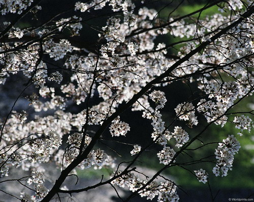 Цветы на рабочий стол
