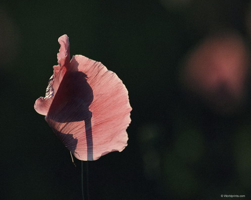 Цветы на рабочий стол