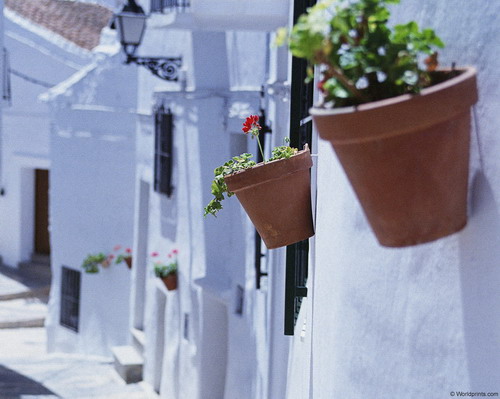 Цветы на рабочий стол