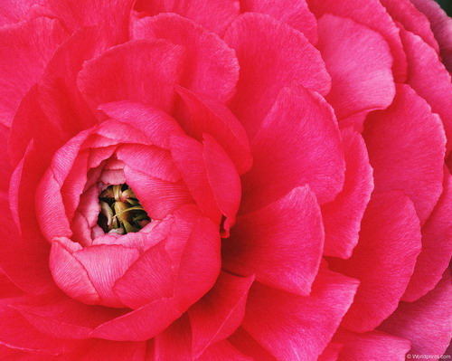 Цветы на рабочий стол