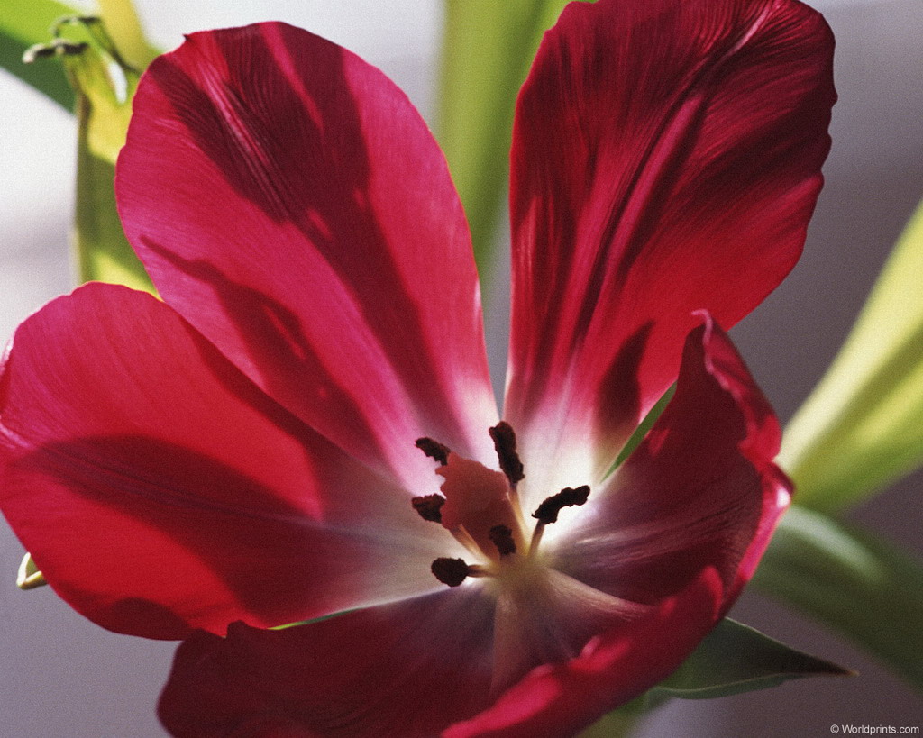 Цветы на рабочий стол