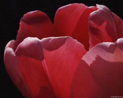 Цветы на рабочий стол