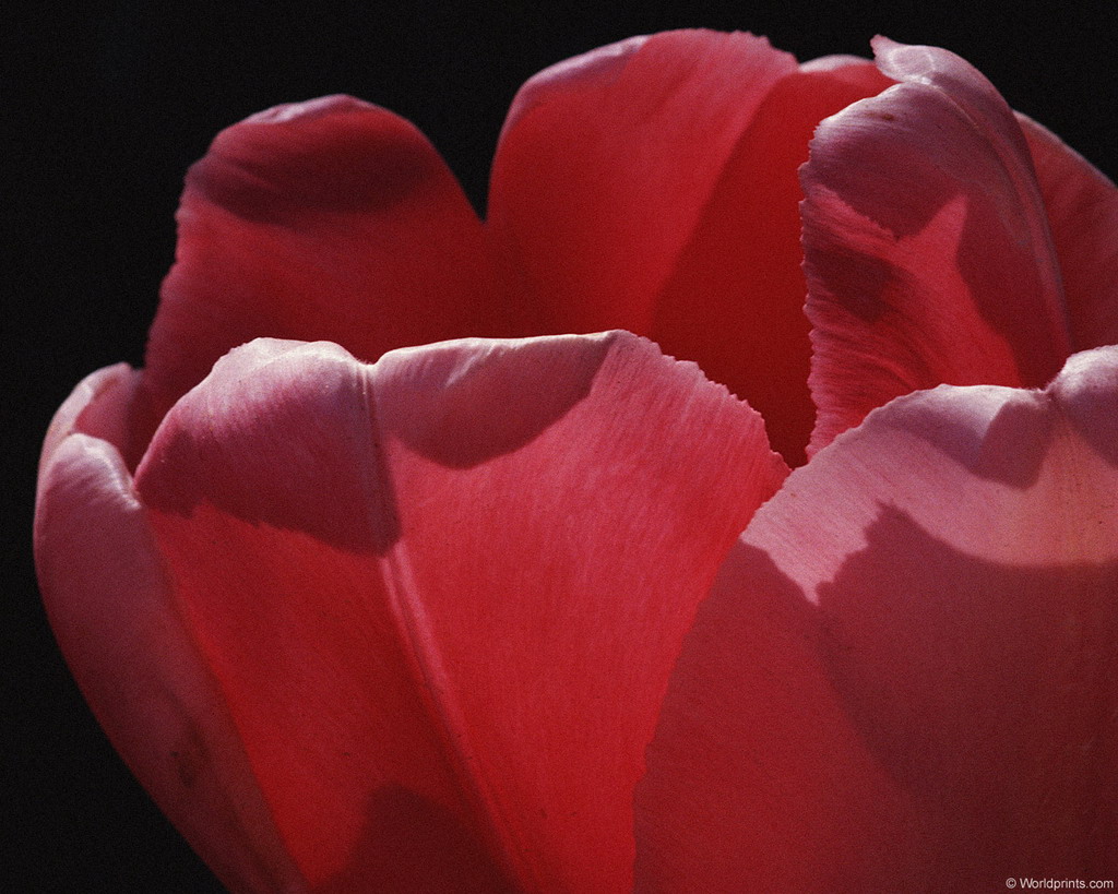 Цветы на рабочий стол