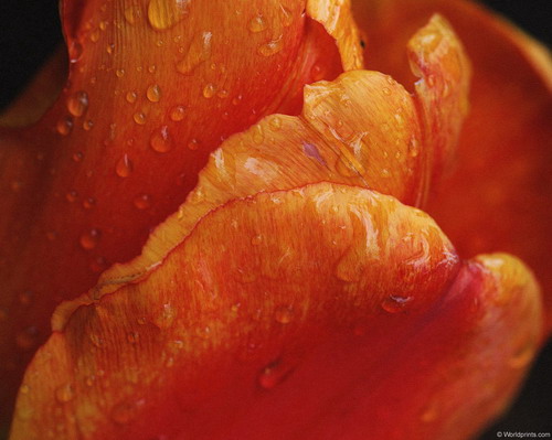 Цветы на рабочий стол