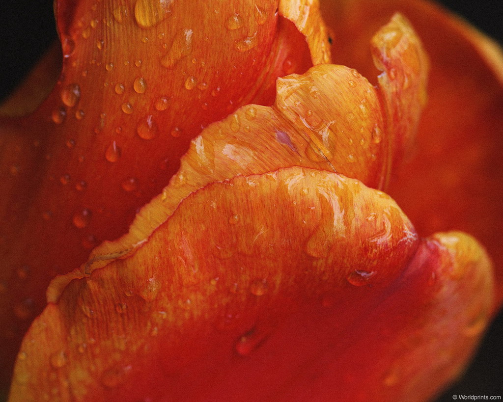 Цветы на рабочий стол