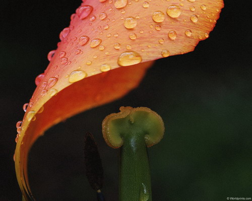 Цветы на рабочий стол