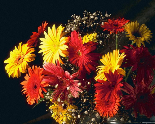 Цветы на рабочий стол