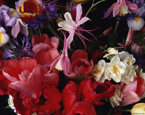 Цветы на рабочий стол