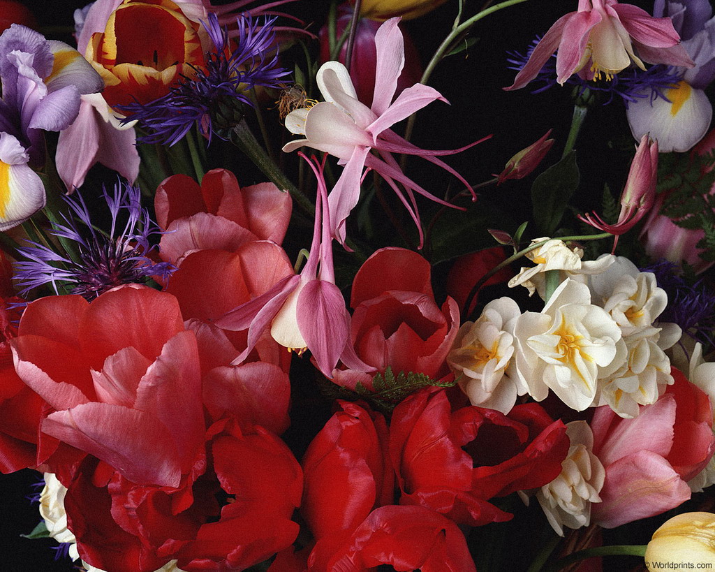 Цветы на рабочий стол