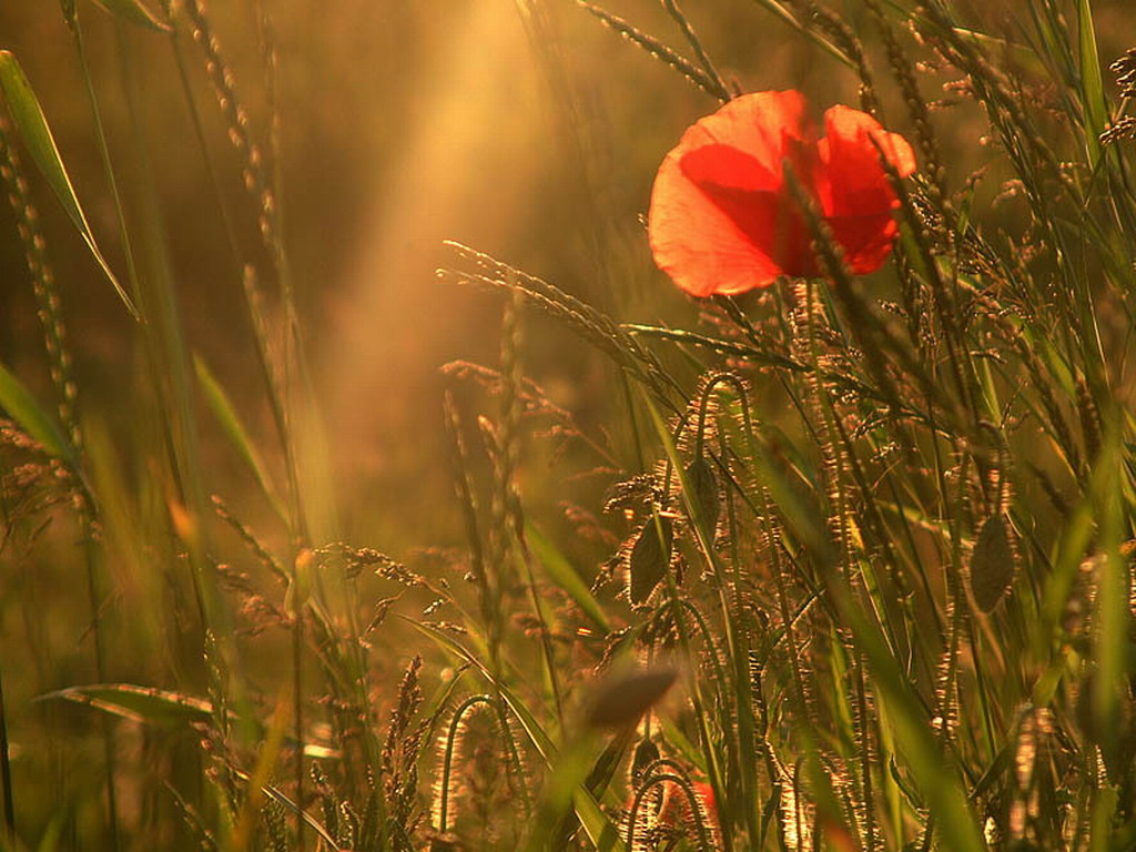 Цветы на рабочий стол