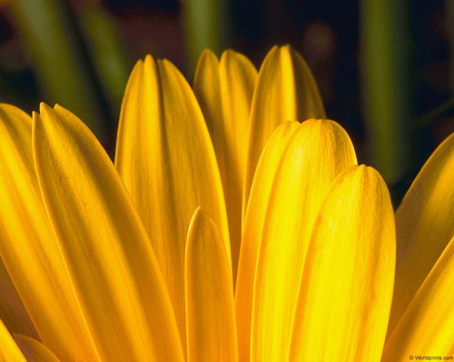 Цветы на рабочий стол