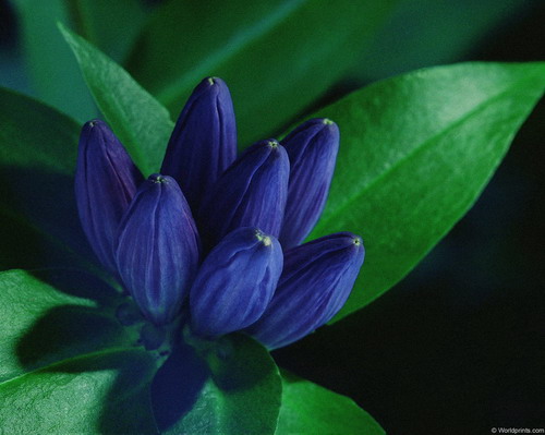 Цветы на рабочий стол