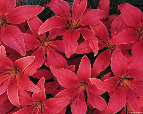 Цветы на рабочий стол