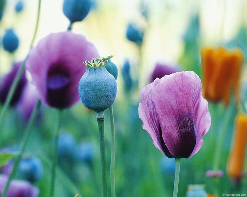 Цветы на рабочий стол