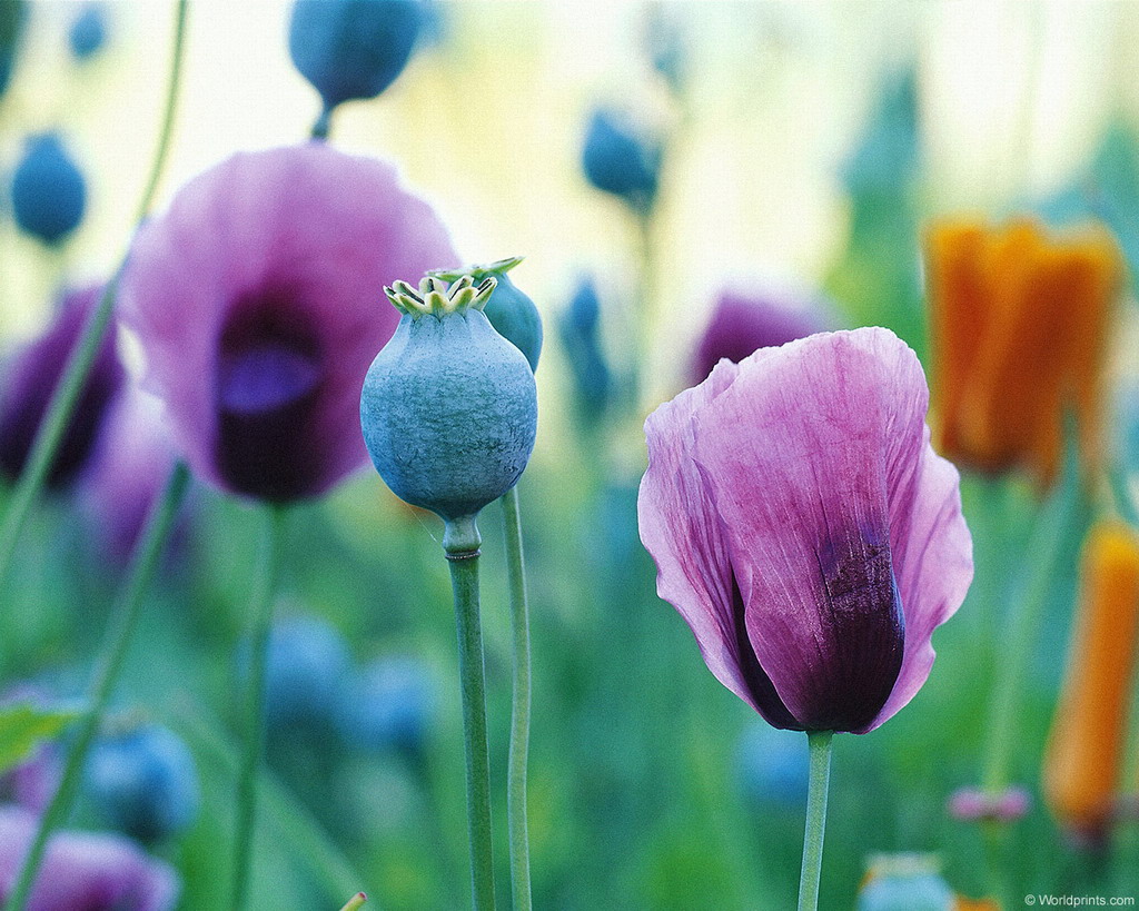 Цветы на рабочий стол