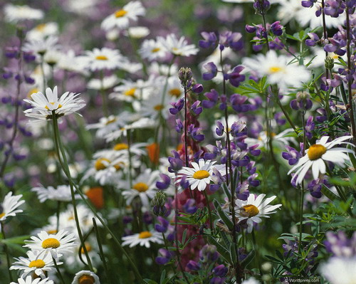 Цветы на рабочий стол