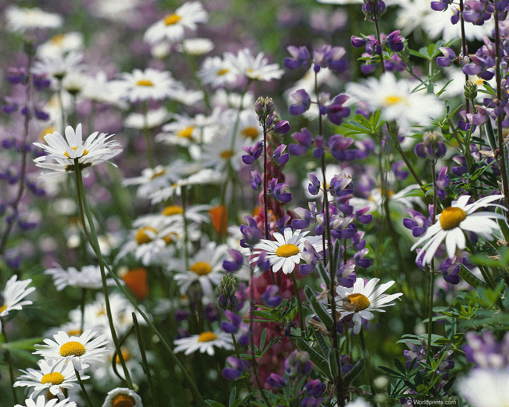 Цветы на рабочий стол