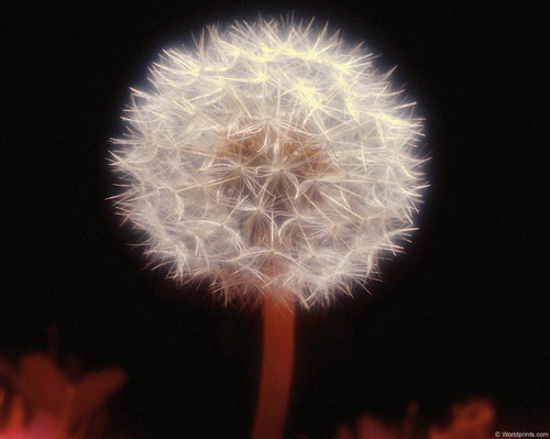 Цветы на рабочий стол