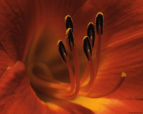 Цветы на рабочий стол