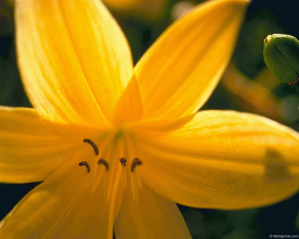 Цветы на рабочий стол