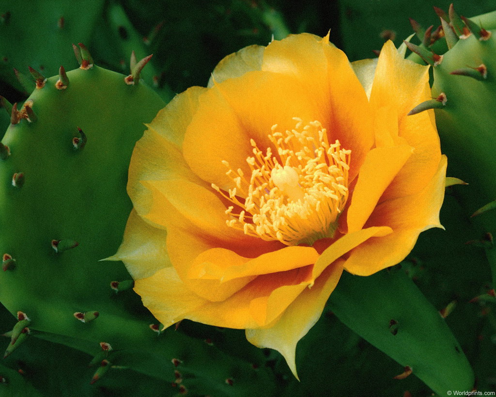 Цветы на рабочий стол