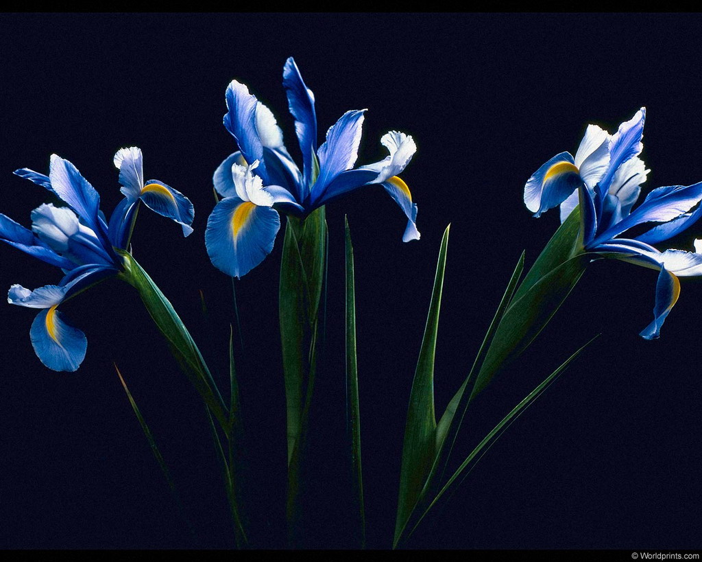 Цветы на рабочий стол