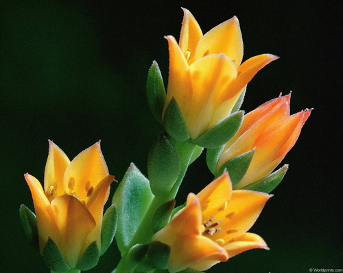 Цветы на рабочий стол