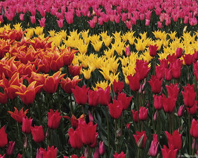 Цветы на рабочий стол