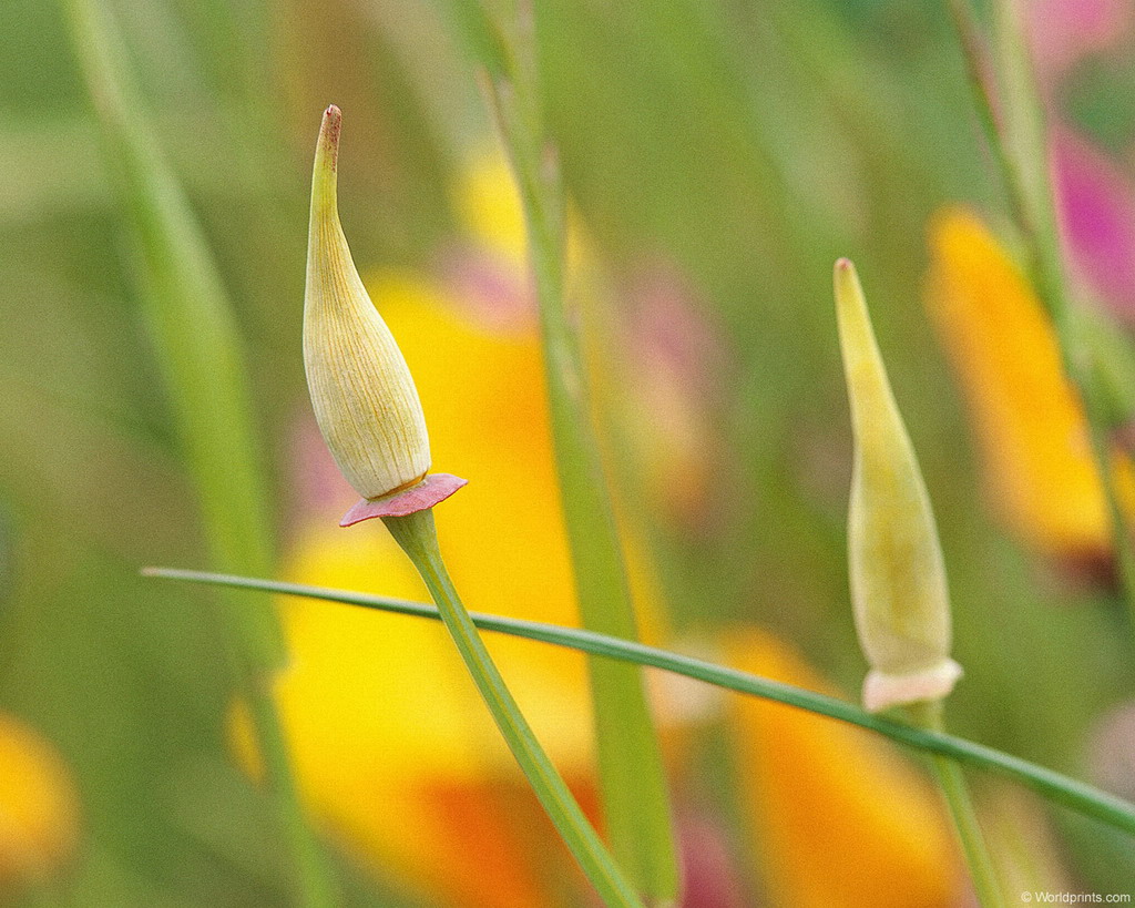 Цветы на рабочий стол