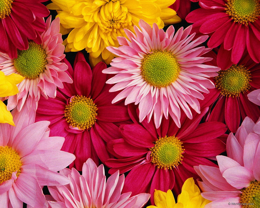 Цветы на рабочий стол