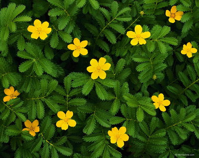 Цветы на рабочий стол