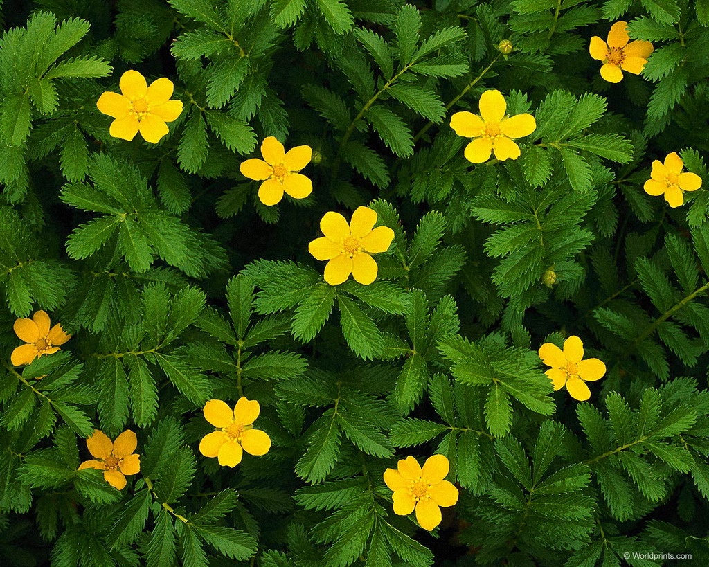 Цветы на рабочий стол