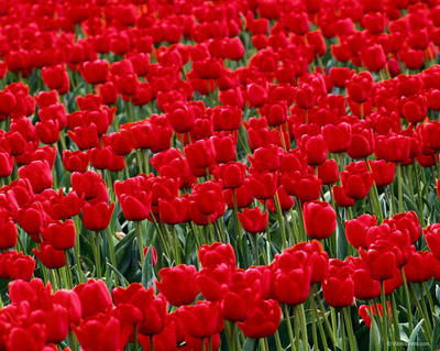 Цветы на рабочий стол