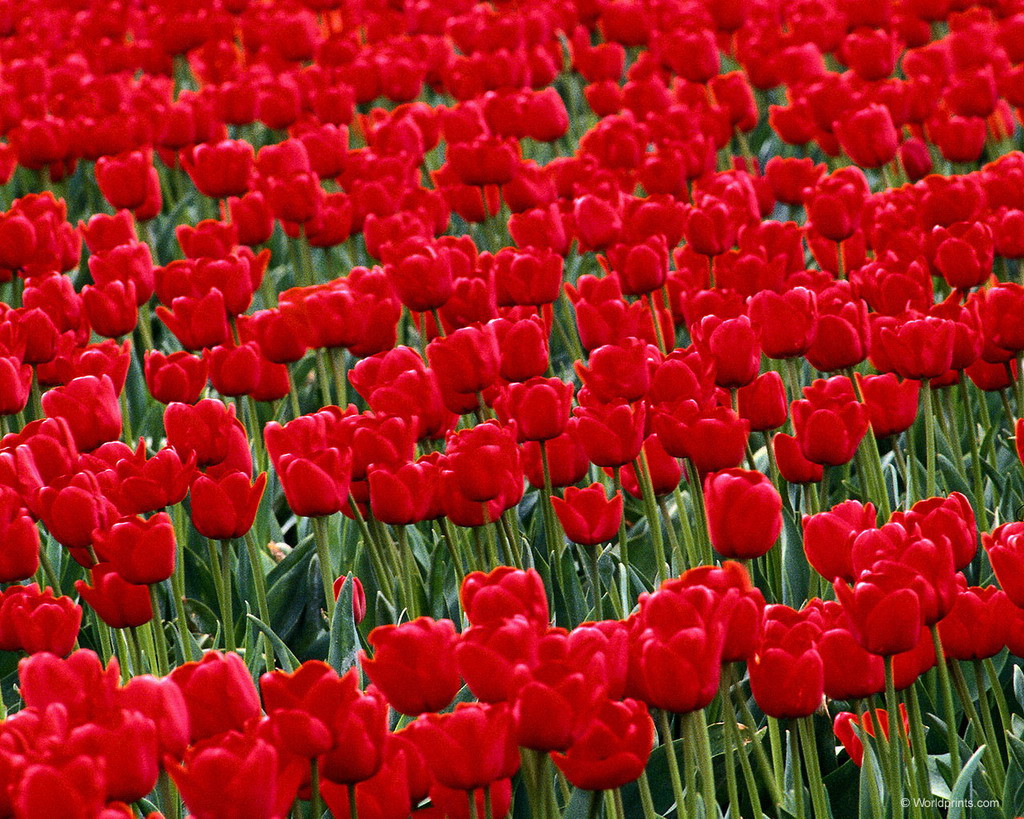 Цветы на рабочий стол