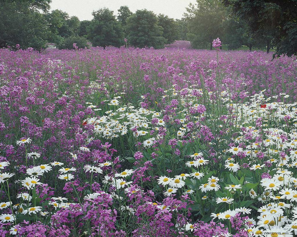 Цветы на рабочий стол