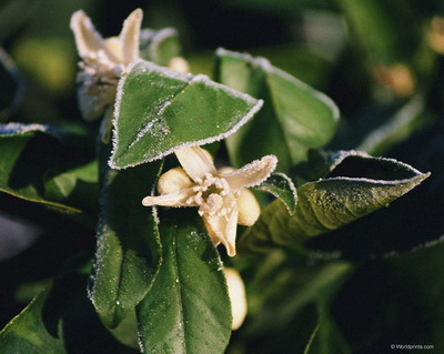 Цветы на рабочий стол